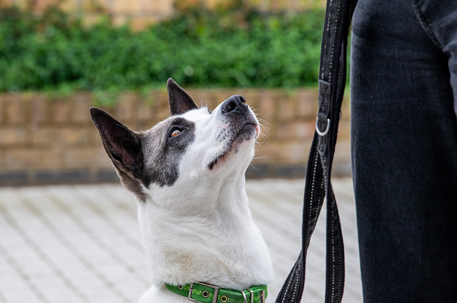 How to get your dog's attention around distractions | Battersea Dogs ... - Dogs Staring At Owners During Walking